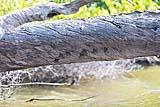 Proboscis Bat New River 2023